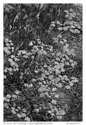 Vine maple leaves in fall color, moss and rock, North Cascades National Park.  (black and white)