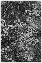 Vine maple leaves in fall color, moss and rock, North Cascades National Park. Washington, USA. (black and white)
