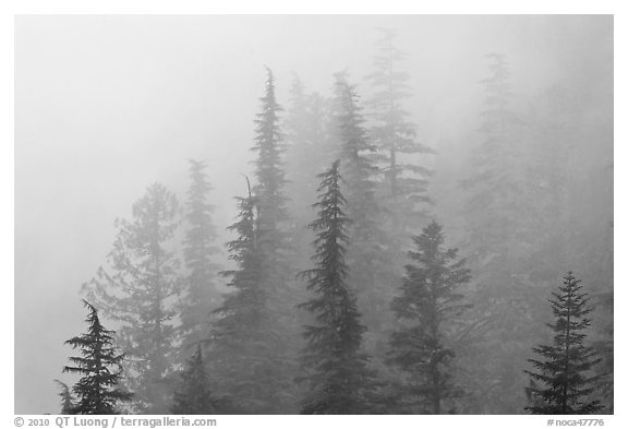 Firs in fog, North Cascades National Park.  (black and white)