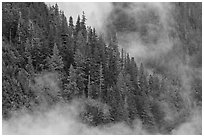 Tree ridge and fog, North Cascades National Park.  ( black and white)