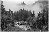 Stream, trees, and fog, North Cascades National Park.  ( black and white)