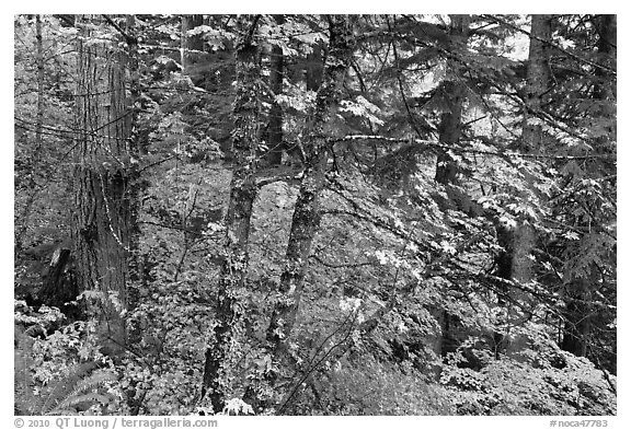 Mixed forest with autumn colors, North Cascades National Park.  (black and white)