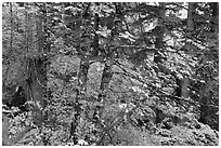 Mixed forest with autumn colors, North Cascades National Park.  ( black and white)