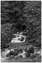 Creek cascading over boulders, Mount Baker Snoqualmie National Forest. Washington ( black and white)