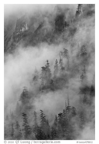Hillside trees in fog, North Cascades National Park.  (black and white)