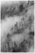 Hillside trees in fog, North Cascades National Park.  ( black and white)