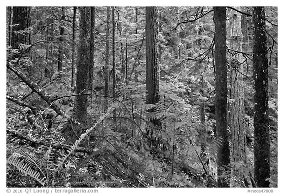 Old-growth forest of hemlock, cedar, and spruce, North Cascades National Park Service Complex.  (black and white)