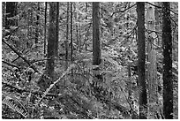 Old-growth forest of hemlock, cedar, and spruce, North Cascades National Park Service Complex.  ( black and white)