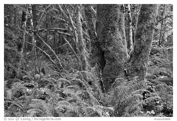 Ferns and moss-covered trunks, North Cascades National Park Service Complex.  (black and white)