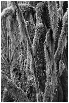 Branches covered with mosses and trunk, North Cascades National Park Service Complex.  ( black and white)
