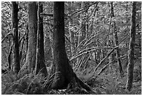Primeval rainforest, North Cascades National Park Service Complex.  ( black and white)