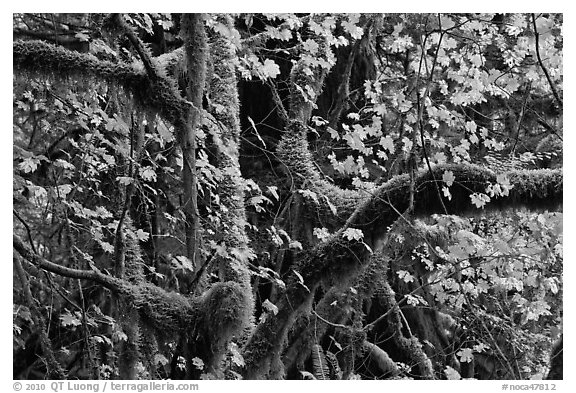 Maple and moss-covered tree trunks, North Cascades National Park Service Complex.  (black and white)