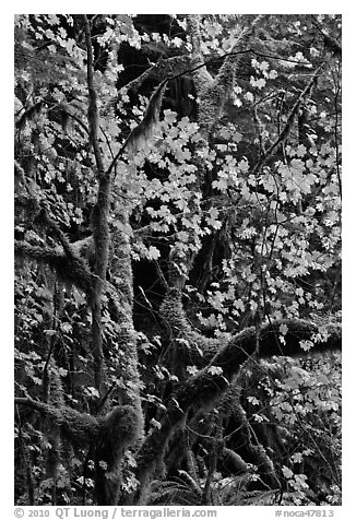 Maple leaves in dark rainforest, North Cascades National Park Service Complex.  (black and white)