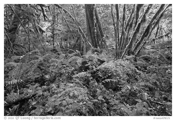 Lush rainforest, North Cascades National Park Service Complex.  (black and white)