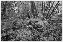 Lush rainforest, North Cascades National Park Service Complex.  ( black and white)
