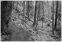 Trail in rainforest, North Cascades National Park Service Complex.  ( black and white)