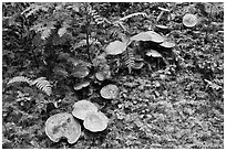 Mushrooms, North Cascades National Park Service Complex. Washington, USA. (black and white)
