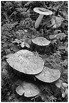 Close-up of mushroons, North Cascades National Park Service Complex. Washington, USA. (black and white)