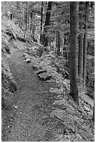 River Loop trail, North Cascades National Park Service Complex.  ( black and white)