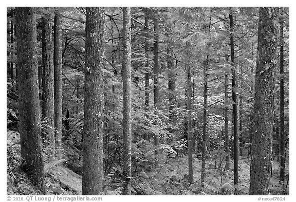 Old-growth rainforest, North Cascades National Park Service Complex.  (black and white)