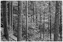 Old-growth rainforest, North Cascades National Park Service Complex.  ( black and white)