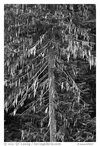 Spruce tree with hanging lichen, North Cascades National Park. Washington, USA.