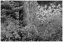 Berry plants in fall color and tree trunk, North Cascades National Park. Washington, USA. (black and white)