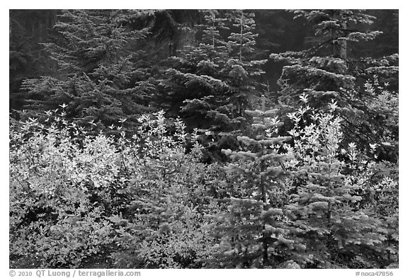 Mosaic of berry plants in autumn color and sapplings, North Cascades National Park.  (black and white)