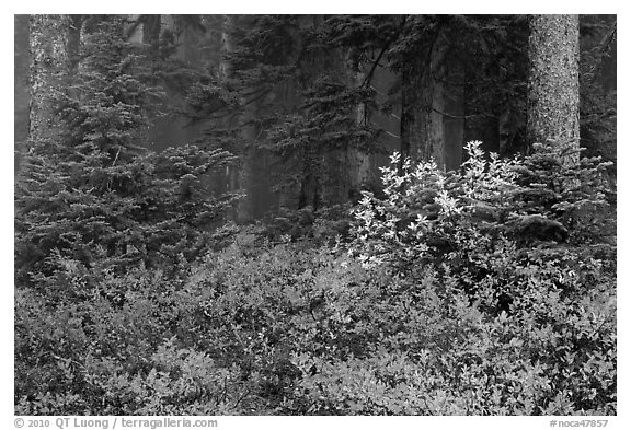 Forest in fog with floor covered by colorful berry plants, North Cascades National Park.  (black and white)
