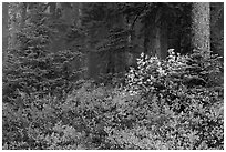 Forest in fog with floor covered by colorful berry plants, North Cascades National Park.  ( black and white)