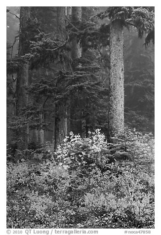 Foggy forest in autumn with bright berry colors, North Cascades National Park.  (black and white)