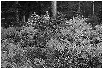 Berry shrubs color forest fall in autumn, North Cascades National Park.  ( black and white)