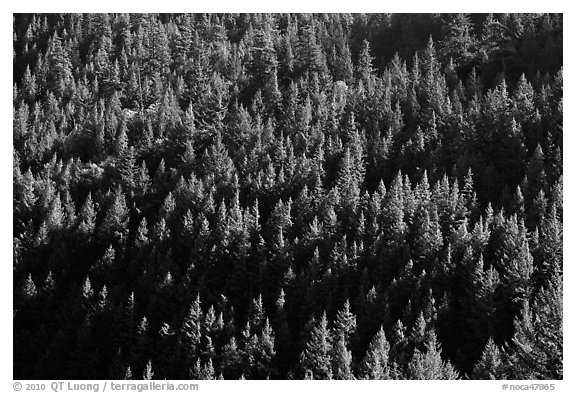 Forest on slope,  North Cascades National Park Service Complex.  (black and white)