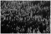 Forest on slope,  North Cascades National Park Service Complex.  ( black and white)