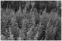 Fireweed,  North Cascades National Park Service Complex.  ( black and white)