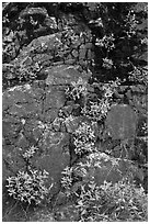 Cliff with yellow flowers,  North Cascades National Park Service Complex.  ( black and white)