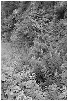 Fireweed and forest in summer, North Cascades National Park Service Complex.  ( black and white)