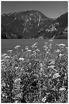 Summer wildflowers and Diablo Lake,  North Cascades National Park Service Complex.  ( black and white)