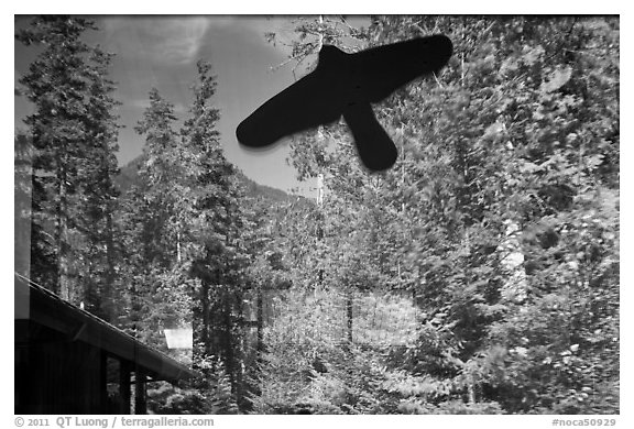 Forest and peak, Visitor Center window reflexion, North Cascades National Park.  (black and white)