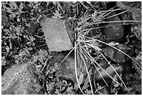 Close-up of blocks of rocks and berry plants, North Cascades National Park Service Complex.  ( black and white)