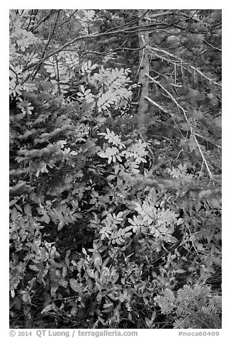 Close-up of berry plants and spruce in autumn, North Cascades National Park Service Complex.  (black and white)