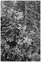 Close-up of berry plants and spruce in autumn, North Cascades National Park Service Complex.  ( black and white)