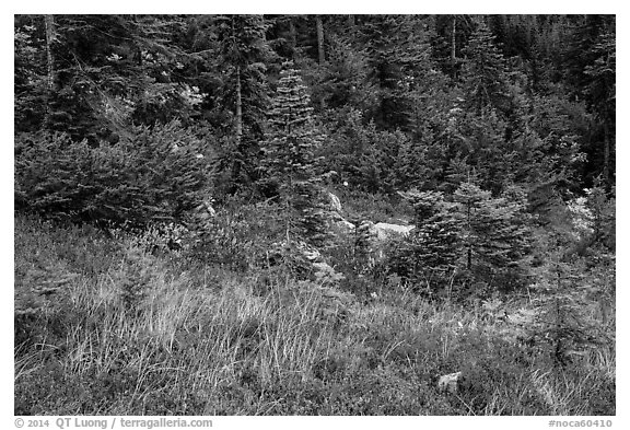 Colorful berry plants and forest in autumn, North Cascades National Park Service Complex.  (black and white)