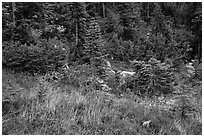 Colorful berry plants and forest in autumn, North Cascades National Park Service Complex.  ( black and white)