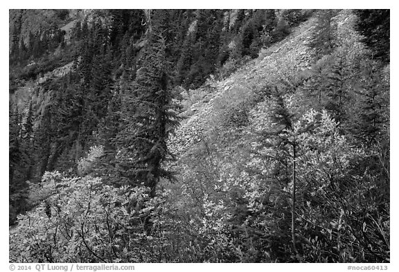 Slopes with shrubs in autumn foliage, scree, and spruce, North Cascades National Park Service Complex.  (black and white)