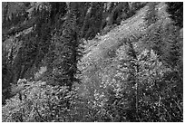 Slopes with shrubs in autumn foliage, scree, and spruce, North Cascades National Park Service Complex.  ( black and white)