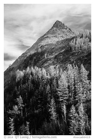 Larch trees in autumn foliage below triangular peak, Easy Pass, North Cascades National Park.  (black and white)