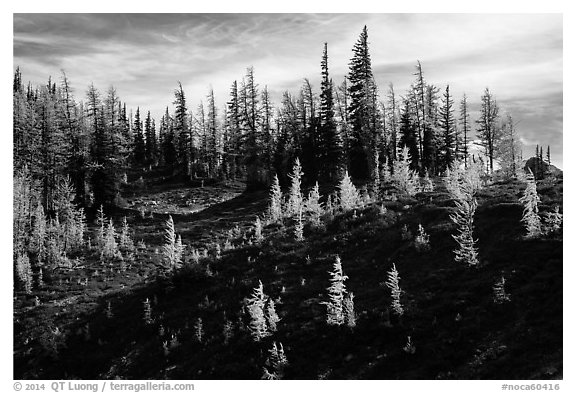 Subalpine larch trees in autumn foliage on slope, Easy Pass, North Cascades National Park.  (black and white)
