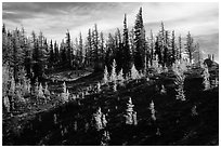 Subalpine larch trees in autumn foliage on slope, Easy Pass, North Cascades National Park.  ( black and white)