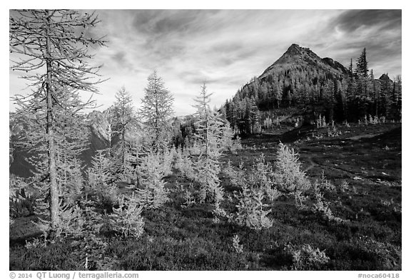 Subalpine larch (Larix lyallii) in autumn foliage at Easy Pass, North Cascades National Park.  (black and white)